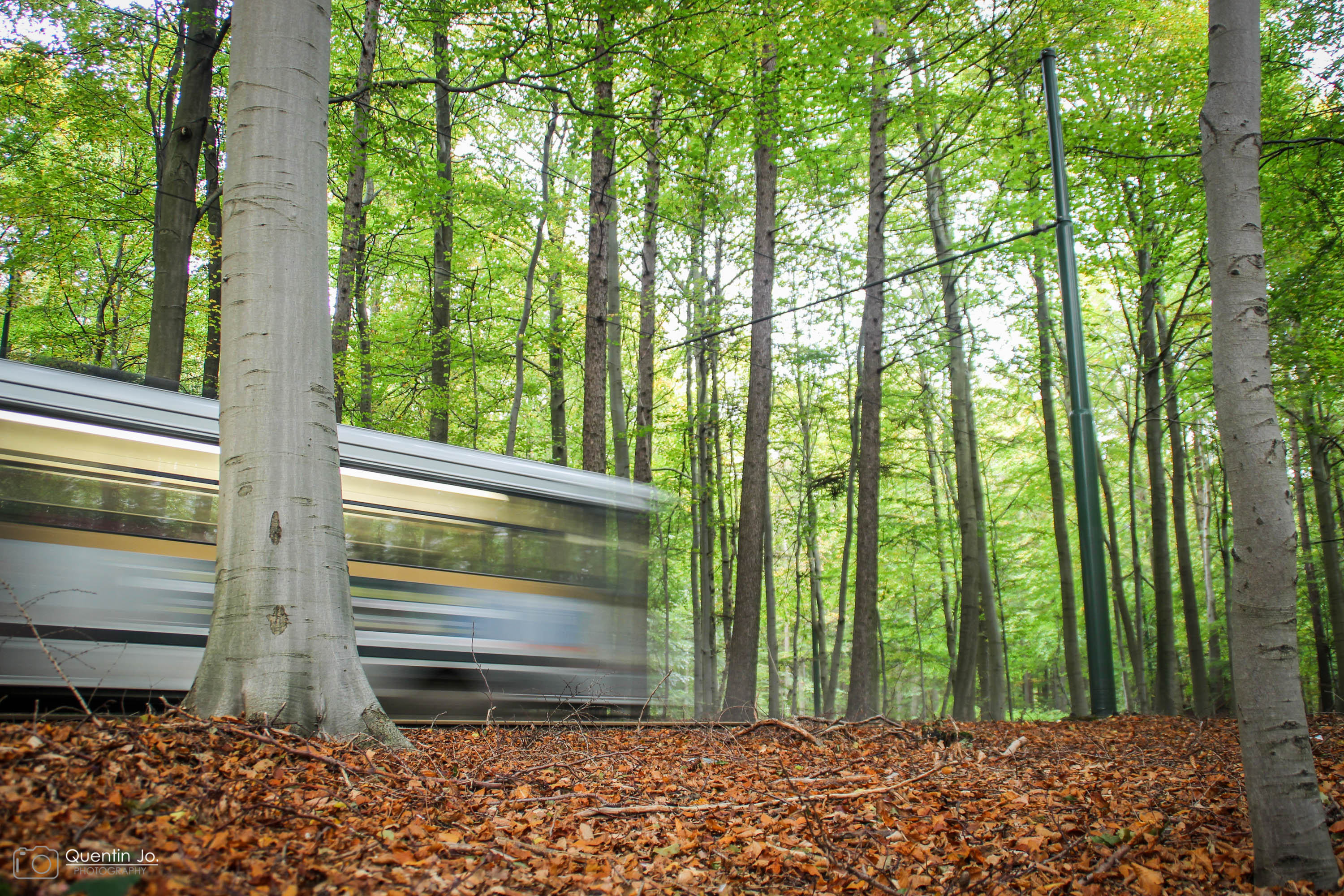 Gevallen bladeren, vijand van onze trams