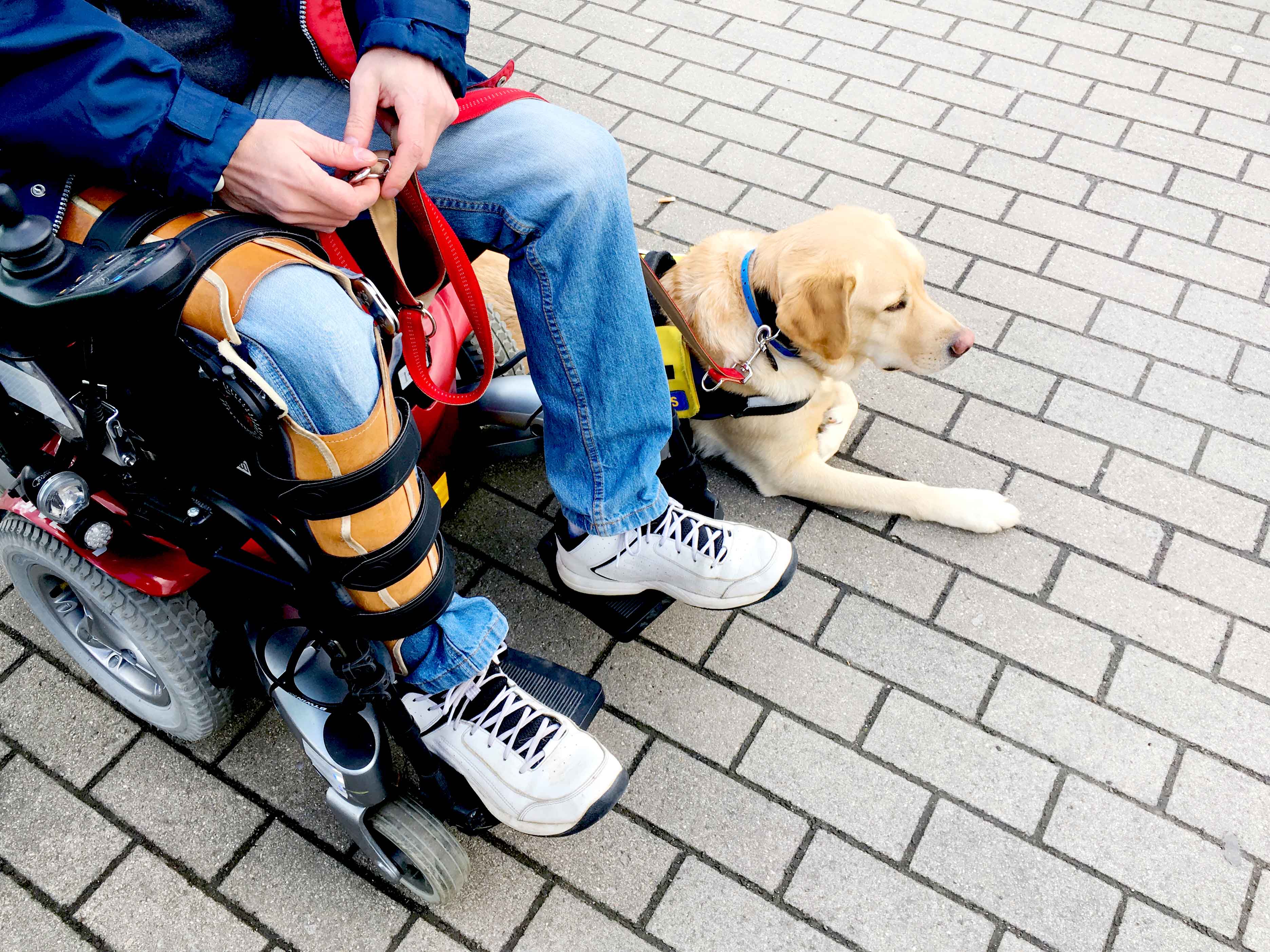 Als een assistentiehond les komt volgen op de bus
